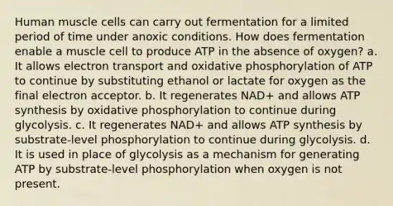 Human muscle cells can carry out fermentation for a limited period of time under anoxic conditions. How does fermentation enable a muscle cell to produce ATP in the absence of oxygen? a. It allows electron transport and oxidative phosphorylation of ATP to continue by substituting ethanol or lactate for oxygen as the final electron acceptor. b. It regenerates NAD+ and allows ATP synthesis by oxidative phosphorylation to continue during glycolysis. c. It regenerates NAD+ and allows ATP synthesis by substrate-level phosphorylation to continue during glycolysis. d. It is used in place of glycolysis as a mechanism for generating ATP by substrate-level phosphorylation when oxygen is not present.