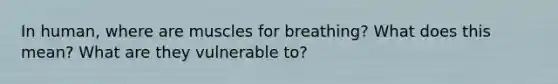 In human, where are muscles for breathing? What does this mean? What are they vulnerable to?