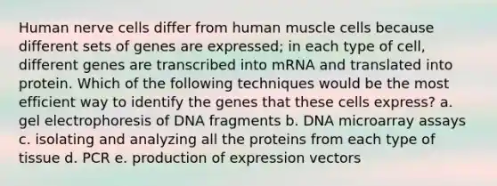 Human nerve cells differ from human muscle cells because different sets of genes are expressed; in each type of cell, different genes are transcribed into mRNA and translated into protein. Which of the following techniques would be the most efficient way to identify the genes that these cells express? a. gel electrophoresis of DNA fragments b. DNA microarray assays c. isolating and analyzing all the proteins from each type of tissue d. PCR e. production of expression vectors