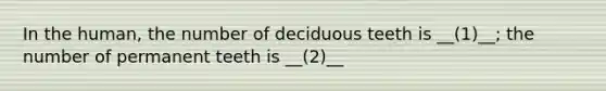 In the human, the number of deciduous teeth is __(1)__; the number of permanent teeth is __(2)__