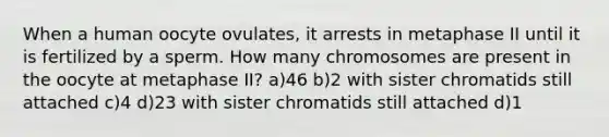 When a human oocyte ovulates, it arrests in metaphase II until it is fertilized by a sperm. How many chromosomes are present in the oocyte at metaphase II? a)46 b)2 with sister chromatids still attached c)4 d)23 with sister chromatids still attached d)1