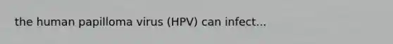 the human papilloma virus (HPV) can infect...