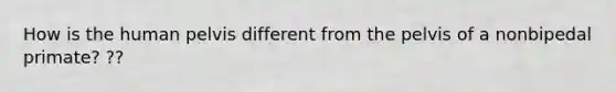 How is the human pelvis different from the pelvis of a nonbipedal primate? ??