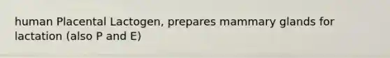human Placental Lactogen, prepares mammary glands for lactation (also P and E)