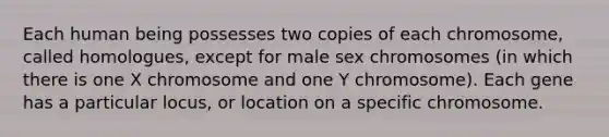 Each human being possesses two copies of each chromosome, called homologues, except for male sex chromosomes (in which there is one X chromosome and one Y chromosome). Each gene has a particular locus, or location on a specific chromosome.