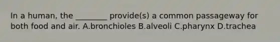 In a human, the ________ provide(s) a common passageway for both food and air. A.bronchioles B.alveoli C.pharynx D.trachea