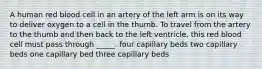 A human red blood cell in an artery of the left arm is on its way to deliver oxygen to a cell in the thumb. To travel from the artery to the thumb and then back to the left ventricle, this red blood cell must pass through _____. four capillary beds two capillary beds one capillary bed three capillary beds