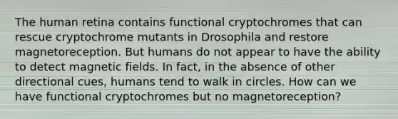 The human retina contains functional cryptochromes that can rescue cryptochrome mutants in Drosophila and restore magnetoreception. But humans do not appear to have the ability to detect magnetic fields. In fact, in the absence of other directional cues, humans tend to walk in circles. How can we have functional cryptochromes but no magnetoreception?