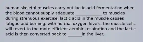 human skeletal muscles carry out lactic acid fermentation when the blood cannot supply adequate _____________ to muscles during strenuous exercise. lactic acid in the muscle causes fatigue and burning. with normal oxygen levels, the muscle cells will revert to the more efficient aerobic respiration and the lactic acid is then converted back to _______in the liver.