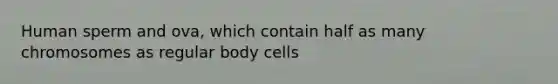 Human sperm and ova, which contain half as many chromosomes as regular body cells