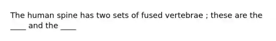 The human spine has two sets of fused vertebrae ; these are the ____ and the ____