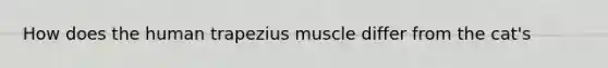 How does the human trapezius muscle differ from the cat's