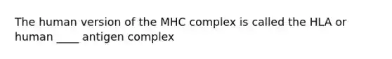 The human version of the MHC complex is called the HLA or human ____ antigen complex