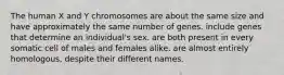 The human X and Y chromosomes are about the same size and have approximately the same number of genes. include genes that determine an individual's sex. are both present in every somatic cell of males and females alike. are almost entirely homologous, despite their different names.