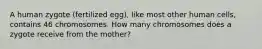 A human zygote (fertilized egg), like most other human cells, contains 46 chromosomes. How many chromosomes does a zygote receive from the mother?