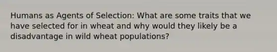 Humans as Agents of Selection: What are some traits that we have selected for in wheat and why would they likely be a disadvantage in wild wheat populations?