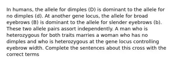 In humans, the allele for dimples (D) is dominant to the allele for no dimples (d). At another gene locus, the allele for broad eyebrows (B) is dominant to the allele for slender eyebrows (b). These two allele pairs assort independently. A man who is heterozygous for both traits marries a woman who has no dimples and who is heterozygous at the gene locus controlling eyebrow width. Complete the sentences about this cross with the correct terms