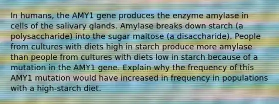 In humans, the AMY1 gene produces the enzyme amylase in cells of the salivary glands. Amylase breaks down starch (a polysaccharide) into the sugar maltose (a disaccharide). People from cultures with diets high in starch produce more amylase than people from cultures with diets low in starch because of a mutation in the AMY1 gene. Explain why the frequency of this AMY1 mutation would have increased in frequency in populations with a high-starch diet.