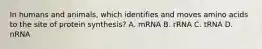 In humans and animals, which identifies and moves amino acids to the site of protein synthesis? A. mRNA B. rRNA C. tRNA D. nRNA