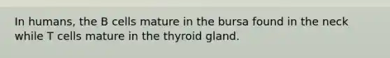 In humans, the B cells mature in the bursa found in the neck while T cells mature in the thyroid gland.