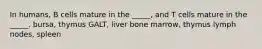 In humans, B cells mature in the _____, and T cells mature in the _____. bursa, thymus GALT, liver bone marrow, thymus lymph nodes, spleen