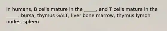 In humans, B cells mature in the _____, and T cells mature in the _____. bursa, thymus GALT, liver bone marrow, thymus lymph nodes, spleen