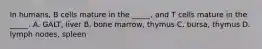 In humans, B cells mature in the _____, and T cells mature in the _____. A. GALT, liver B. bone marrow, thymus C. bursa, thymus D. lymph nodes, spleen