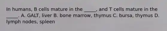 In humans, B cells mature in the _____, and T cells mature in the _____. A. GALT, liver B. bone marrow, thymus C. bursa, thymus D. lymph nodes, spleen