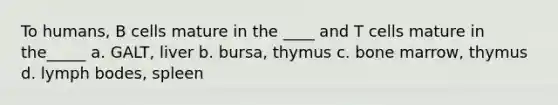 To humans, B cells mature in the ____ and T cells mature in the_____ a. GALT, liver b. bursa, thymus c. bone marrow, thymus d. lymph bodes, spleen