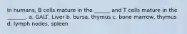 In humans, B cells mature in the ______ and T cells mature in the _______. a. GALT, Liver b. bursa, thymus c. bone marrow, thymus d. lymph nodes, spleen