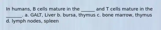 In humans, B cells mature in the ______ and T cells mature in the _______. a. GALT, Liver b. bursa, thymus c. bone marrow, thymus d. lymph nodes, spleen