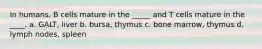 In humans, B cells mature in the _____ and T cells mature in the ____. a. GALT, liver b. bursa, thymus c. bone marrow, thymus d. lymph nodes, spleen