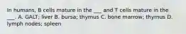 In humans, B cells mature in the ___ and T cells mature in the ___. A. GALT; liver B. bursa; thymus C. bone marrow; thymus D. lymph nodes; spleen