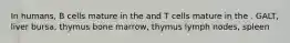 In humans, B cells mature in the and T cells mature in the . GALT, liver bursa, thymus bone marrow, thymus lymph nodes, spleen