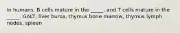 In humans, B cells mature in the _____, and T cells mature in the _____. GALT, liver bursa, thymus bone marrow, thymus lymph nodes, spleen