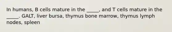 In humans, B cells mature in the _____, and T cells mature in the _____. GALT, liver bursa, thymus bone marrow, thymus lymph nodes, spleen