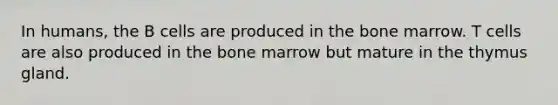 In humans, the B cells are produced in the bone marrow. T cells are also produced in the bone marrow but mature in the thymus gland.