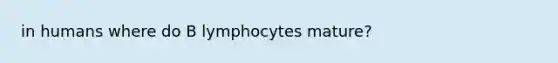 in humans where do B lymphocytes mature?