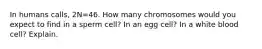 In humans calls, 2N=46. How many chromosomes would you expect to find in a sperm cell? In an egg cell? In a white blood cell? Explain.