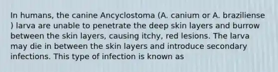 In humans, the canine Ancyclostoma (A. canium or A. braziliense ) larva are unable to penetrate the deep skin layers and burrow between the skin layers, causing itchy, red lesions. The larva may die in between the skin layers and introduce secondary infections. This type of infection is known as