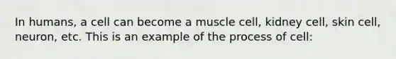 In humans, a cell can become a muscle cell, kidney cell, skin cell, neuron, etc. This is an example of the process of cell: