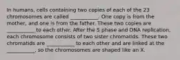 In humans, cells containing two copies of each of the 23 chromosomes are called ___________. One copy is from the mother, and one is from the father. These two copies are ___________ to each other. After the S phase and DNA replication, each chromosome consists of two sister chromatids. These two chromatids are ___________ to each other and are linked at the ___________, so the chromosomes are shaped like an X.