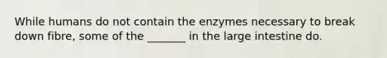 While humans do not contain the enzymes necessary to break down fibre, some of the _______ in the large intestine do.