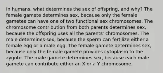 In humans, what determines the sex of offspring, and why? The female gamete determines sex, because only the female gametes can have one of two functional sex chromosomes. The chromosome contribution from both parents determines sex, because the offspring uses all the parents' chromosomes. The male determines sex, because the sperm can fertilize either a female egg or a male egg. The female gamete determines sex, because only the female gamete provides cytoplasm to the zygote. The male gamete determines sex, because each male gamete can contribute either an X or a Y chromosome.