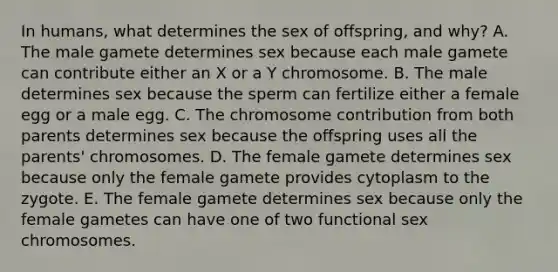 In humans, what determines the sex of offspring, and why? A. The male gamete determines sex because each male gamete can contribute either an X or a Y chromosome. B. The male determines sex because the sperm can fertilize either a female egg or a male egg. C. The chromosome contribution from both parents determines sex because the offspring uses all the parents' chromosomes. D. The female gamete determines sex because only the female gamete provides cytoplasm to the zygote. E. The female gamete determines sex because only the female gametes can have one of two functional sex chromosomes.