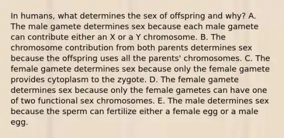 In humans, what determines the sex of offspring and why? A. The male gamete determines sex because each male gamete can contribute either an X or a Y chromosome. B. The chromosome contribution from both parents determines sex because the offspring uses all the parents' chromosomes. C. The female gamete determines sex because only the female gamete provides cytoplasm to the zygote. D. The female gamete determines sex because only the female gametes can have one of two functional sex chromosomes. E. The male determines sex because the sperm can fertilize either a female egg or a male egg.