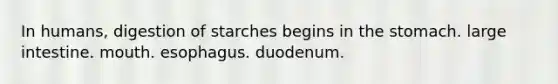 In humans, digestion of starches begins in <a href='https://www.questionai.com/knowledge/kLccSGjkt8-the-stomach' class='anchor-knowledge'>the stomach</a>. <a href='https://www.questionai.com/knowledge/kGQjby07OK-large-intestine' class='anchor-knowledge'>large intestine</a>. mouth. esophagus. duodenum.