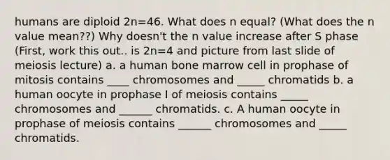 humans are diploid 2n=46. What does n equal? (What does the n value mean??) Why doesn't the n value increase after S phase (First, work this out.. is 2n=4 and picture from last slide of meiosis lecture) a. a human bone marrow cell in prophase of mitosis contains ____ chromosomes and _____ chromatids b. a human oocyte in prophase I of meiosis contains _____ chromosomes and ______ chromatids. c. A human oocyte in prophase of meiosis contains ______ chromosomes and _____ chromatids.