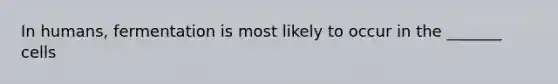 In humans, fermentation is most likely to occur in the _______ cells