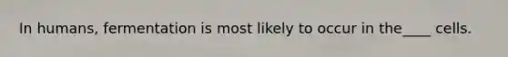 In humans, fermentation is most likely to occur in the____ cells.